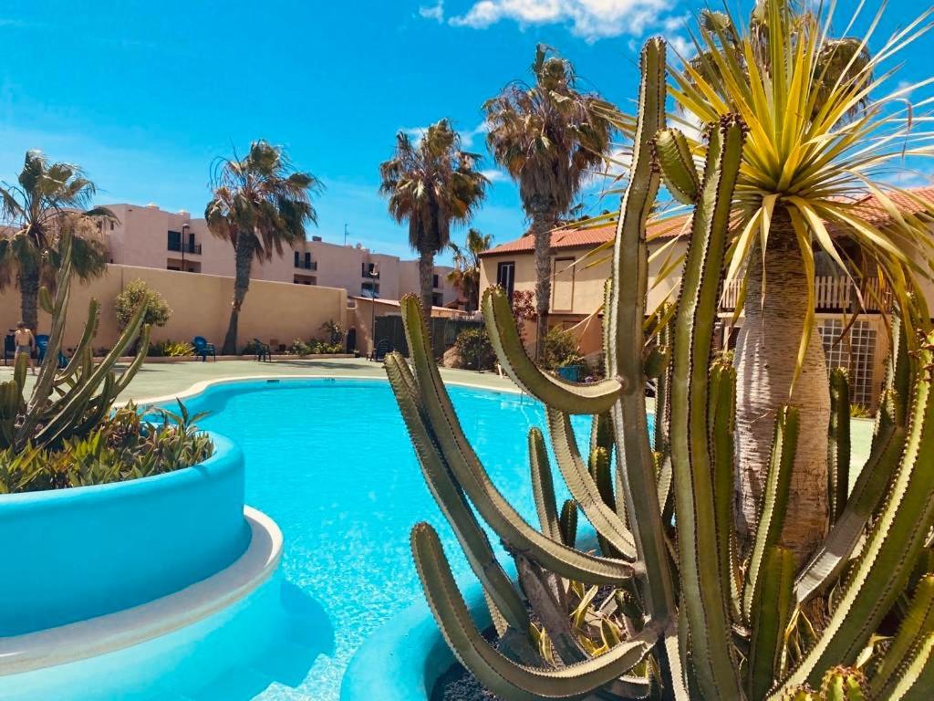 Surf And Chill Bungalow 70 Lejlighed Parque Holandes Eksteriør billede